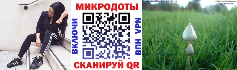 цены Ефремов Галлюциногенные грибы Psilocybine cubensis